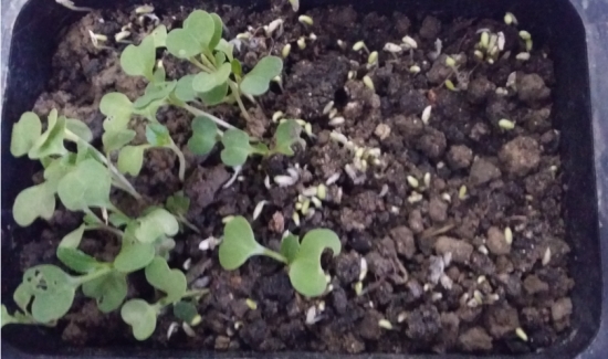 大蒜养花促进发芽 养花小技巧:大蒜也可以用来养花