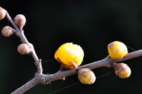 大蒜养花促进发芽 养花小技巧:大蒜也可以用来养花