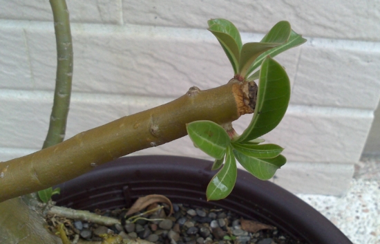 大蒜养花避免腐烂 养花小技巧:大蒜也可以用来养花