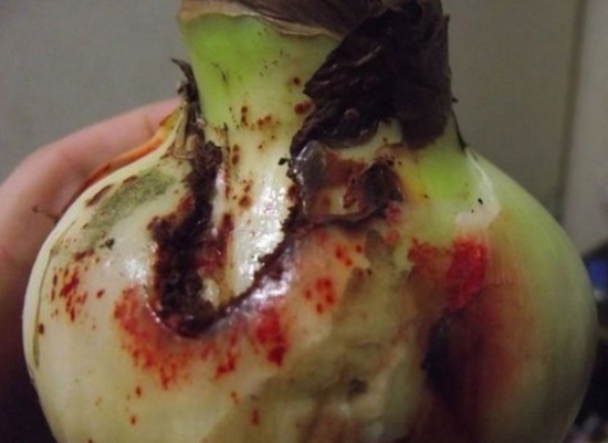 大蒜养花避免腐烂 养花小技巧:大蒜也可以用来养花