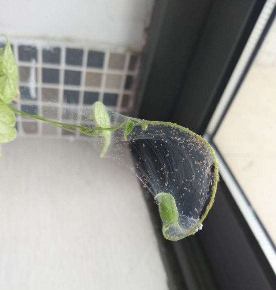 大蒜养花预防和治疗害虫 养花小技巧:大蒜也可以用来养花