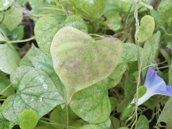 大蒜养花预防和治疗害虫 养花小技巧:大蒜也可以用来养花