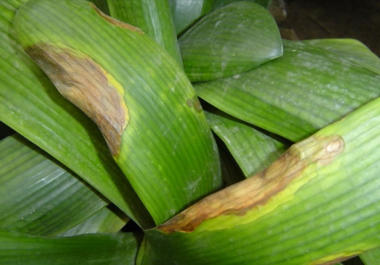 大蒜养花杀菌剂 养花小技巧:大蒜也可以用来养花