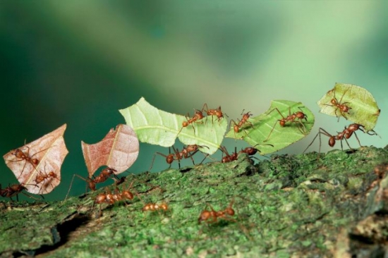 大蒜养花驱赶蚂蚁、蚯蚓 养花小技巧:大蒜也可以用来养花
