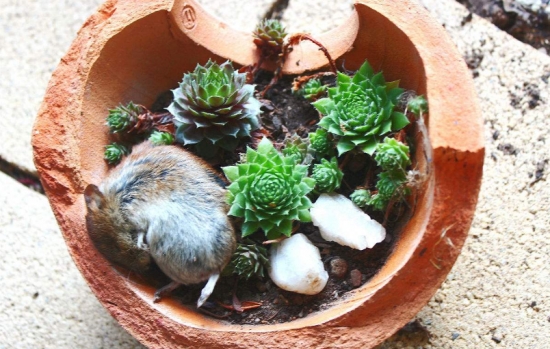 大蒜养花防鼠害 养花小技巧:大蒜也可以用来养花