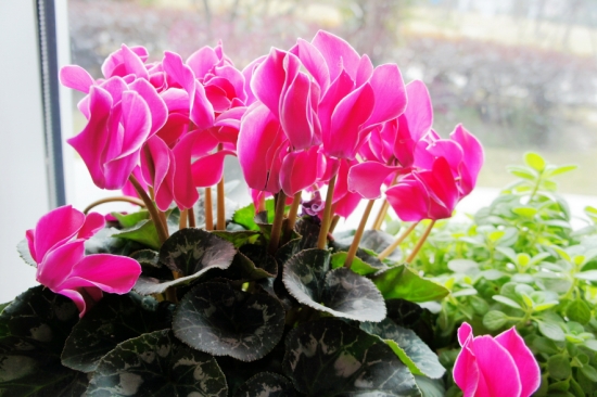 盆栽什么时候入室？可根据温度判断盆栽该不该入室