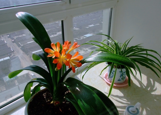 盆栽什么时候入室？可根据温度判断盆栽该不该入室