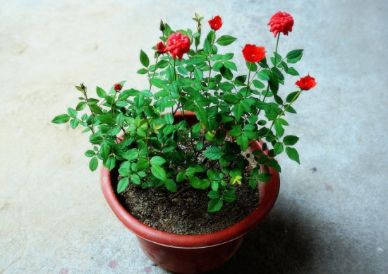 盆栽什么时候入室？可根据温度判断盆栽该不该入室