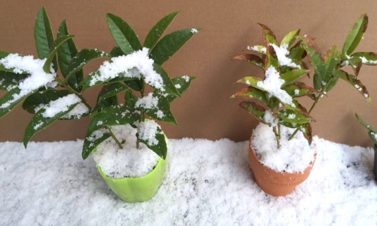 盆栽什么时候入室？可根据温度判断盆栽该不该入室