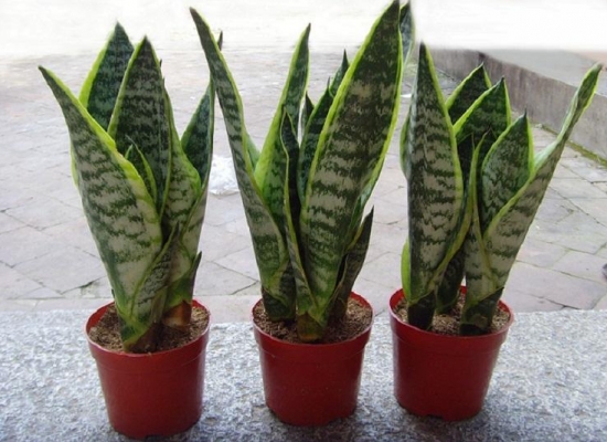 盆栽什么时候入室？可根据温度判断盆栽该不该入室