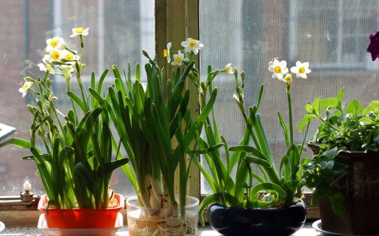 盆栽什么时候入室？可根据温度判断盆栽该不该入室