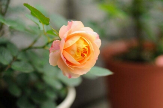 盆栽什么时候入室？可根据温度判断盆栽该不该入室