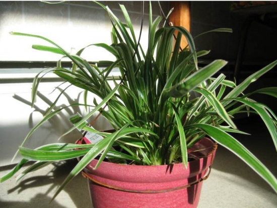 盆栽什么时候入室？可根据温度判断盆栽该不该入室