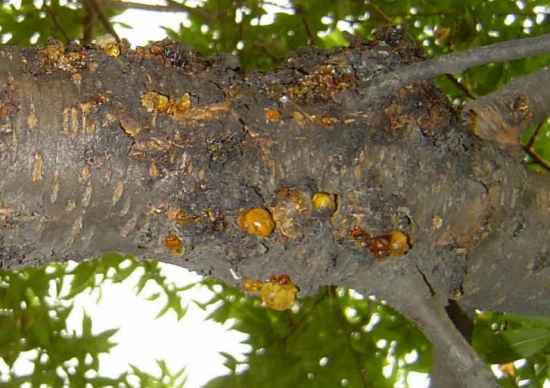 植物发病原因分析