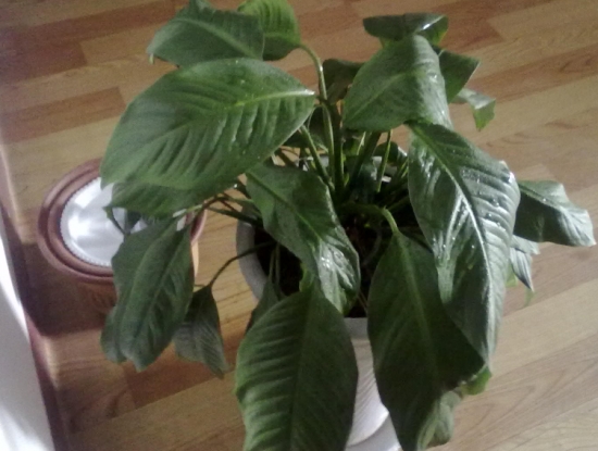 植物发病原因分析