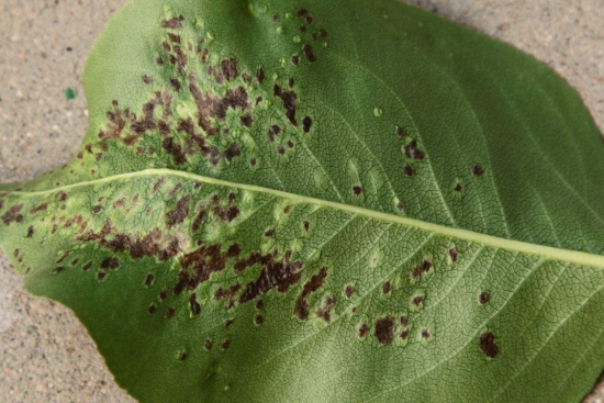 植物发病原因分析