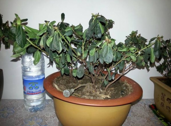 植物发焉补救办法