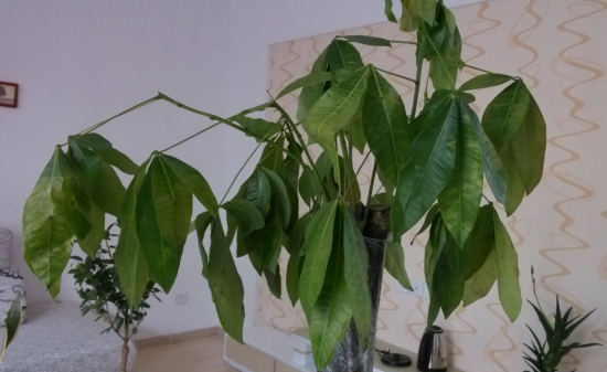 植物发焉补救办法