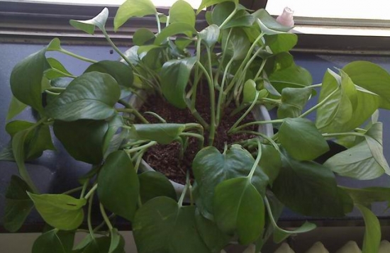 植物发焉补救办法