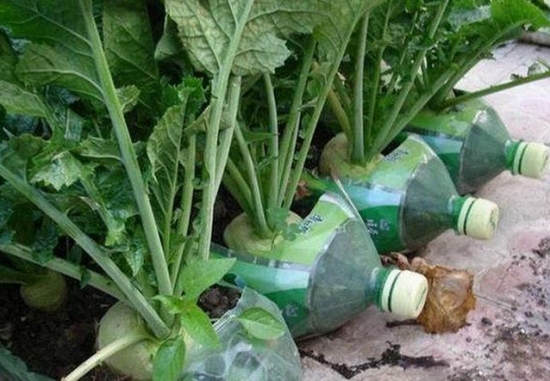 如何用塑料瓶制作花盆