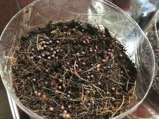 如何用塑料瓶制作花盆