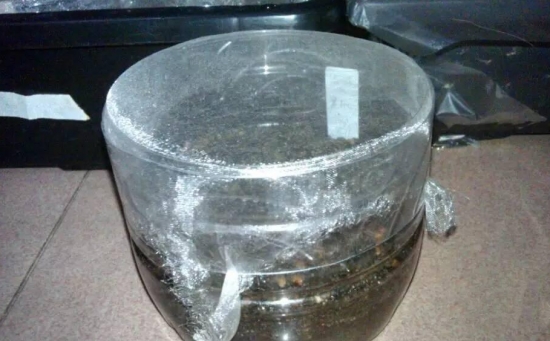 如何用塑料瓶制作花盆