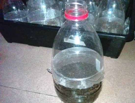 如何用塑料瓶制作花盆
