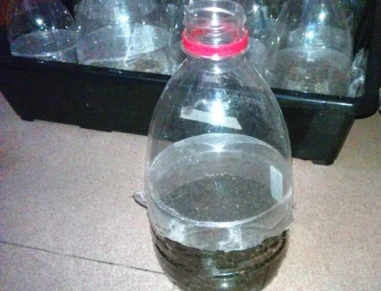 如何用塑料瓶制作花盆