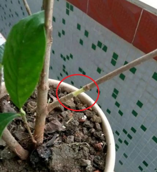 如何用塑料瓶制作花盆