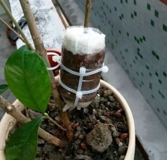 如何用塑料瓶制作花盆