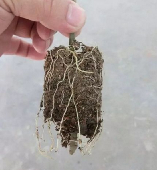 如何用塑料瓶制作花盆