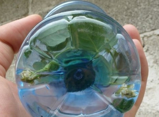 如何用塑料瓶制作花盆
