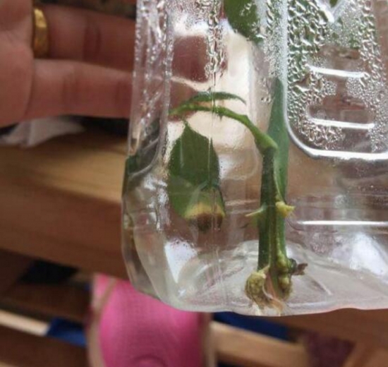 如何用塑料瓶制作花盆