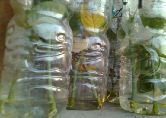 如何用塑料瓶制作花盆