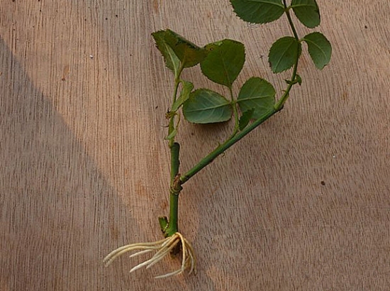 如何用塑料瓶制作花盆