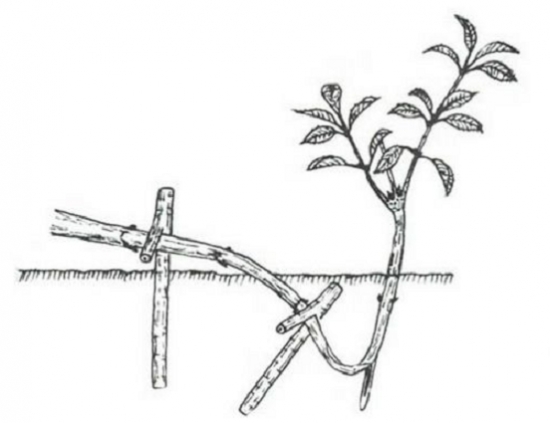 什么是压条繁殖：压条繁殖是成活率最高的繁殖办法