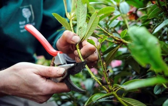 什么是压条繁殖：压条繁殖是成活率最高的繁殖办法