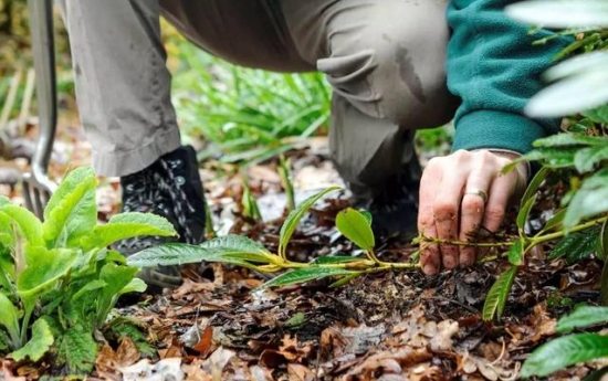 什么是压条繁殖：压条繁殖是成活率最高的繁殖办法
