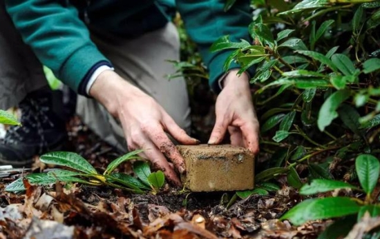 什么是压条繁殖：压条繁殖是成活率最高的繁殖办法