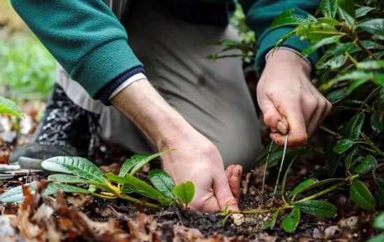 什么是压条繁殖：压条繁殖是成活率最高的繁殖办法