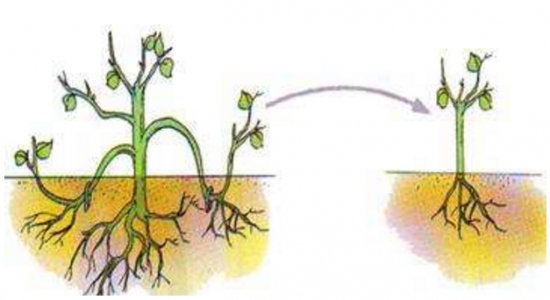 什么是压条繁殖：压条繁殖是成活率最高的繁殖办法