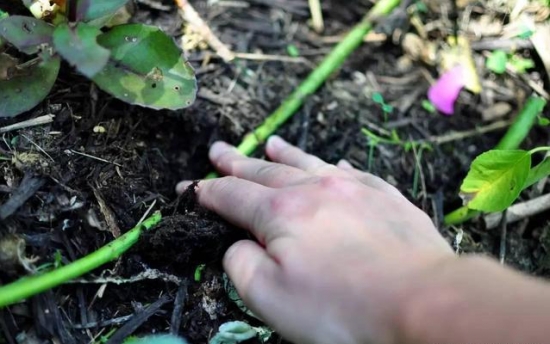 什么是压条繁殖：压条繁殖是成活率最高的繁殖办法