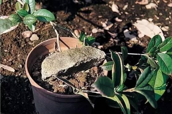 什么是压条繁殖：压条繁殖是成活率最高的繁殖办法