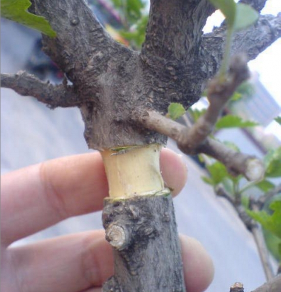 什么是压条繁殖：压条繁殖是成活率最高的繁殖办法