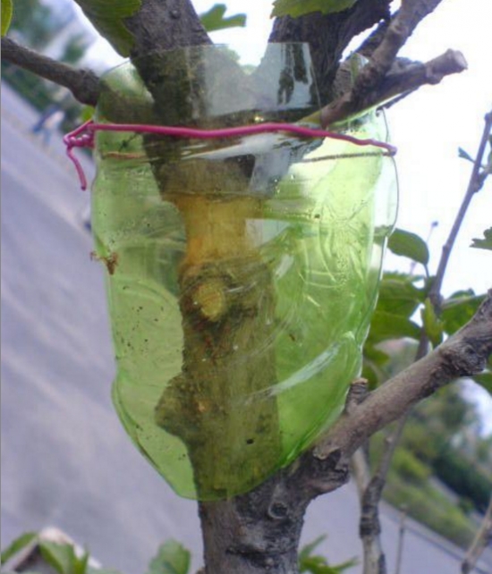 什么是压条繁殖：压条繁殖是成活率最高的繁殖办法