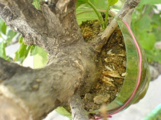 什么是压条繁殖：压条繁殖是成活率最高的繁殖办法