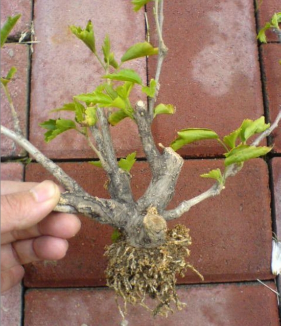 什么是压条繁殖：压条繁殖是成活率最高的繁殖办法