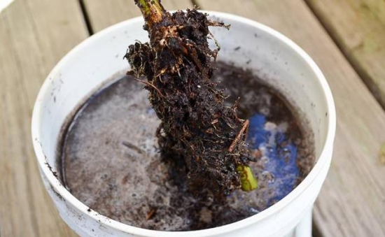 什么是压条繁殖：压条繁殖是成活率最高的繁殖办法