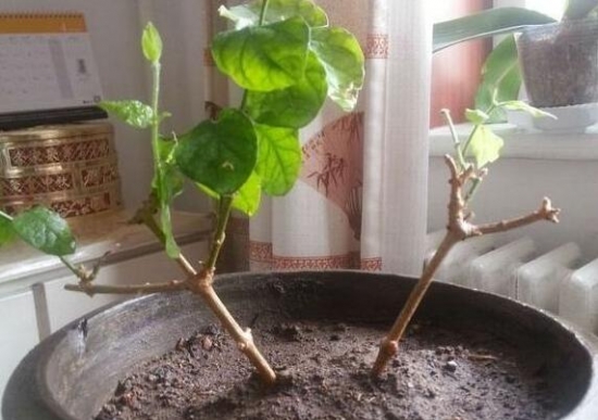 什么是压条繁殖：压条繁殖是成活率最高的繁殖办法