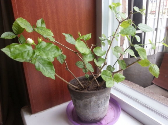 什么是压条繁殖：压条繁殖是成活率最高的繁殖办法